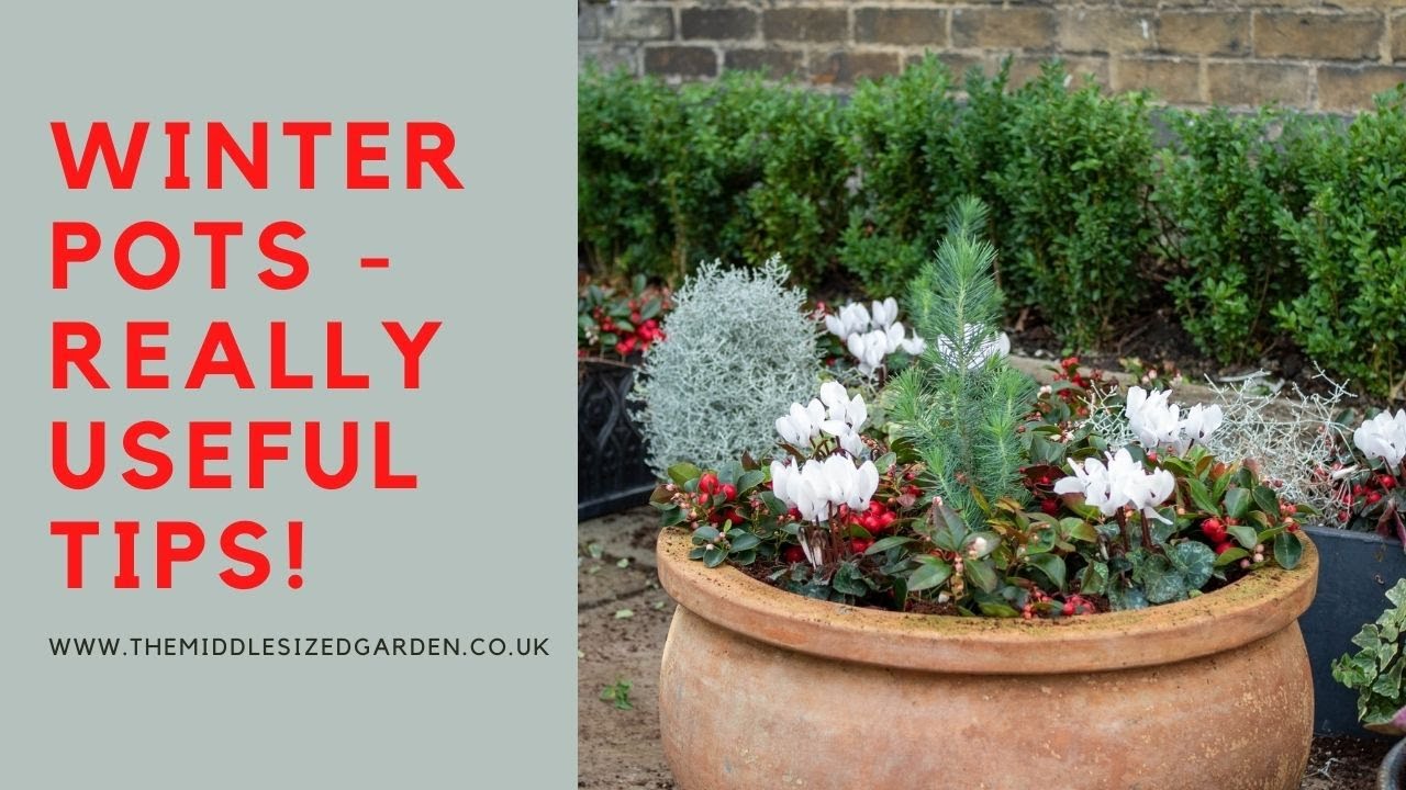 How to choose and plant winter pots