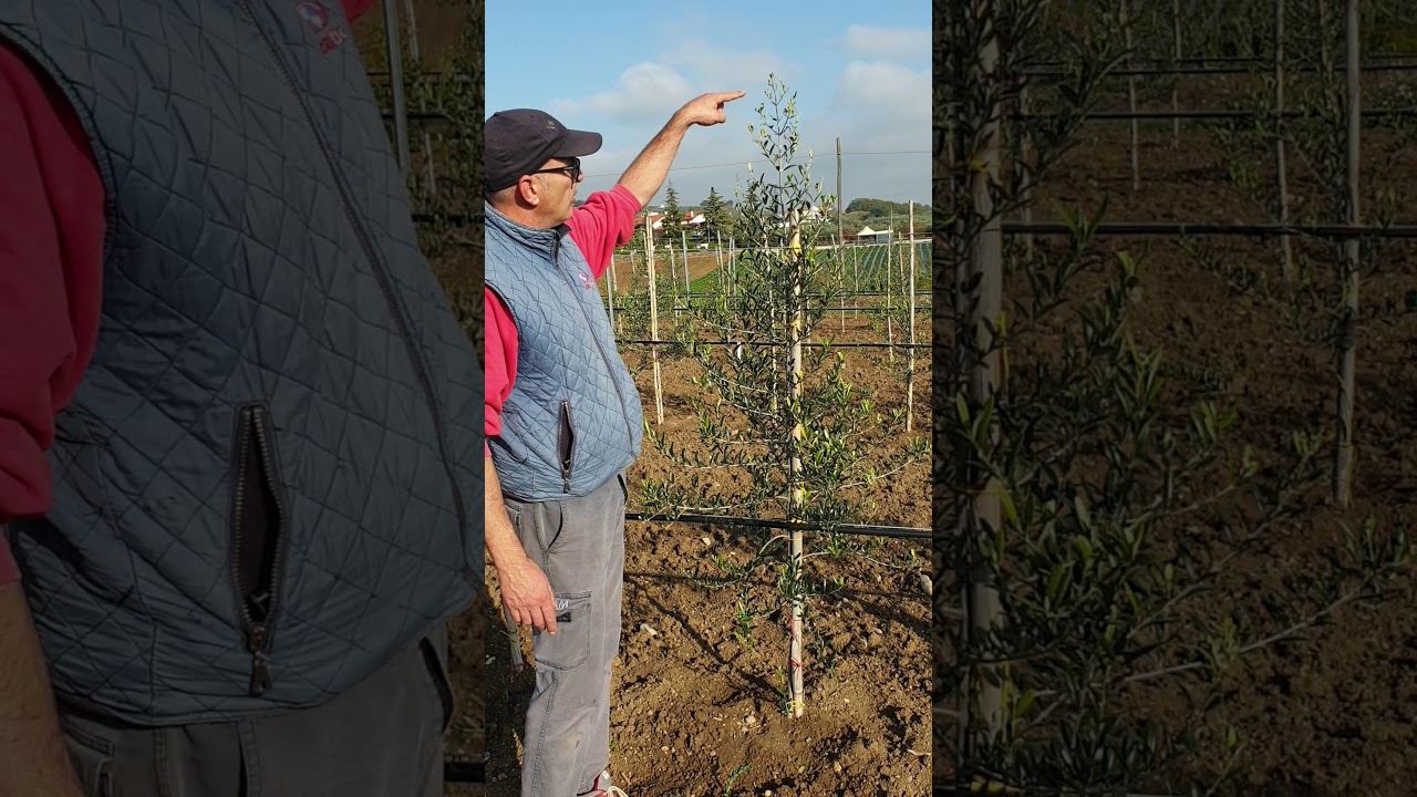 Oliveto Intensivo di Arbequina: TECNICA DI IMPIANTO AL PRIMO ANNO
