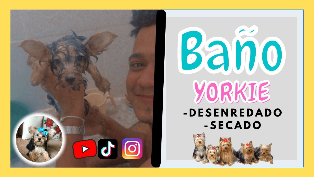 Baño de un YORKIE | YORKSHIRE TERRIER VERSUS BATH