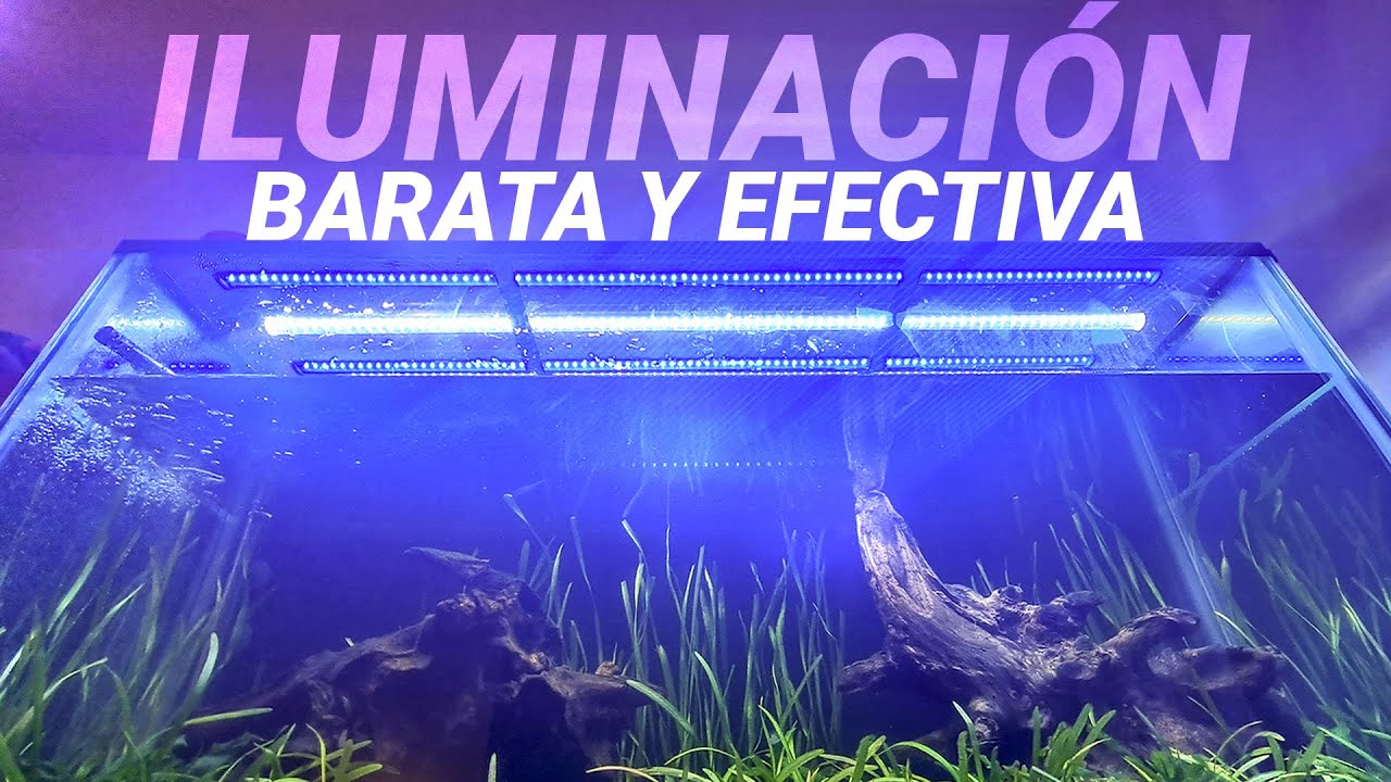 ILUMINACIÓN PARA TU ACUARIO (BARATA, EFECTIVA Y LLAMATIVA)