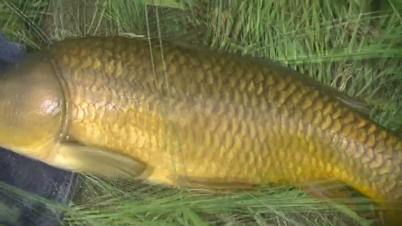 【ガサガサ漁】夏と言えばガサガサ漁！色々お魚採るよ！！【鯉】【川遊び】【ドジョウ】【カワムツ】