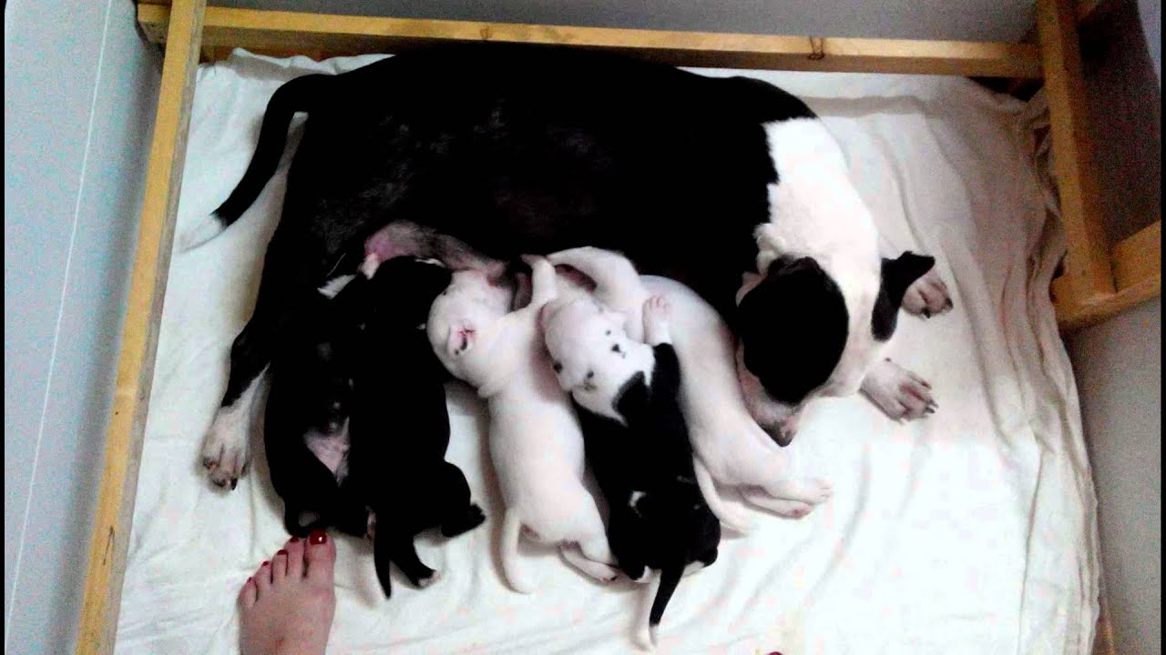22 days puppies 09/06/2014 Dali & Pandora