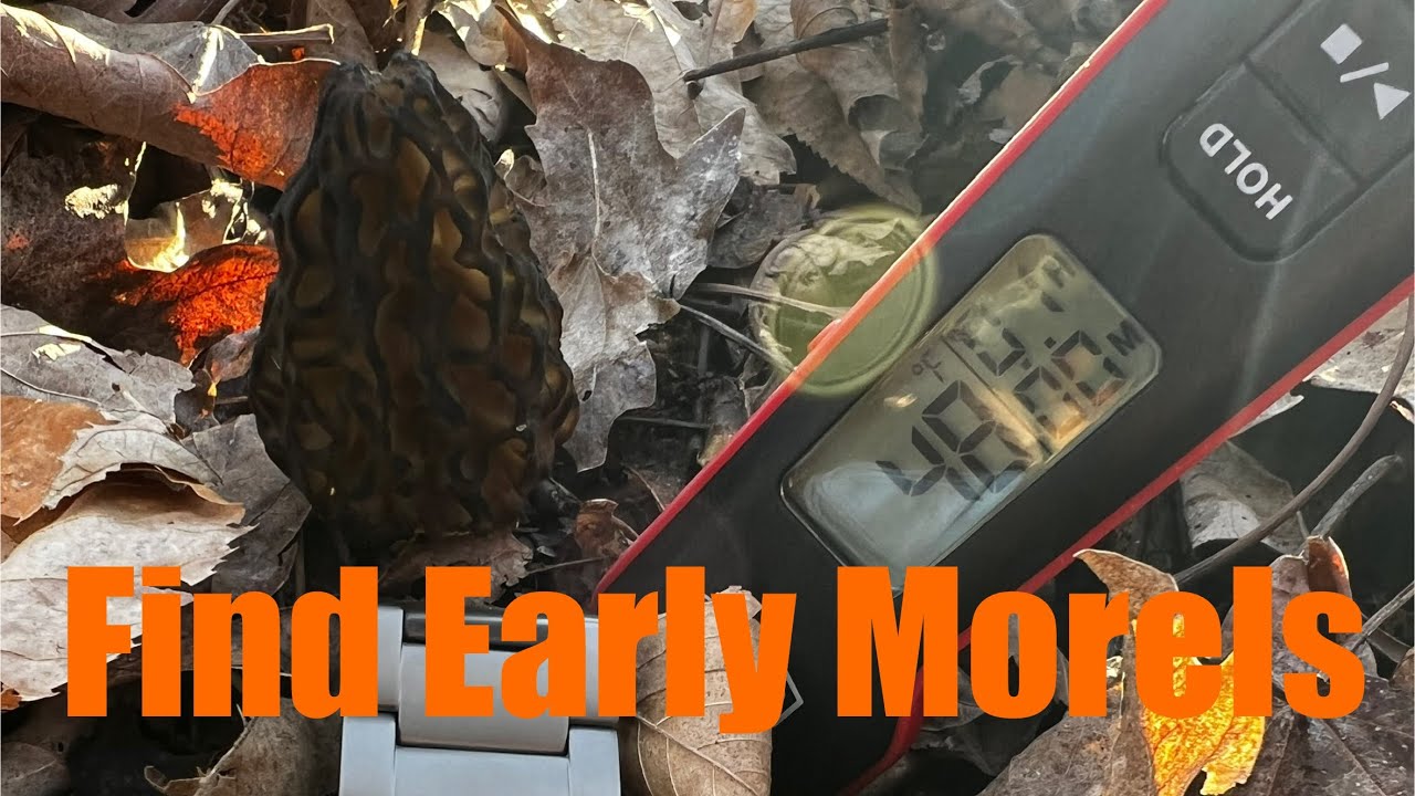 Early Morel Mushrooms (Tips and tricks)
