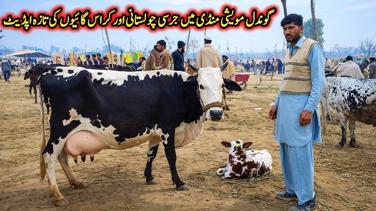 Gondal Mandi latest update 20Feb 2026!Cholistani cross cow for sale!jersey cow for sale today!#cow