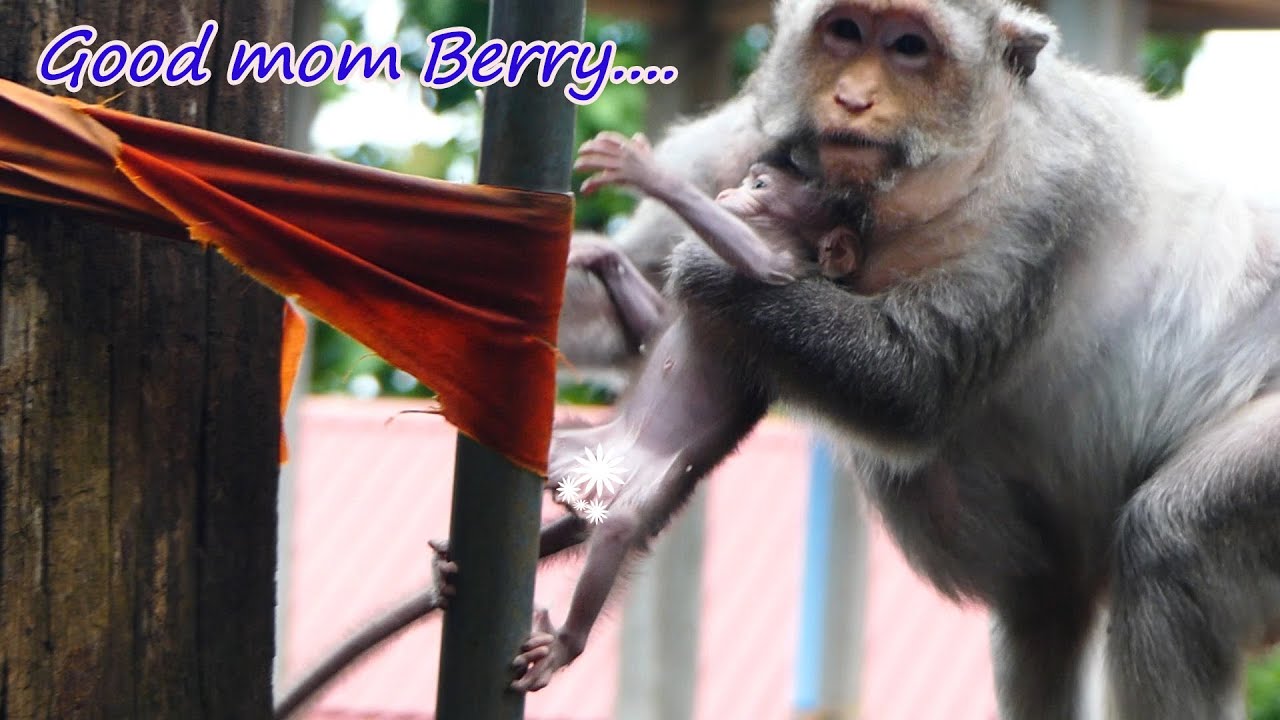 Always care....Good Mom Berry always be careful her baby Beca even her baby busy to play anymore.