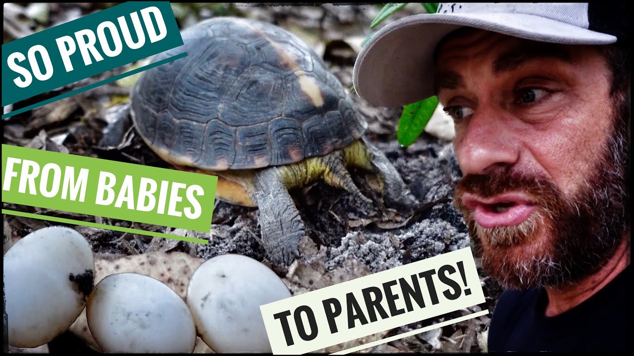 Chinese Box Turtles caught NESTING at Kamp Kenan!