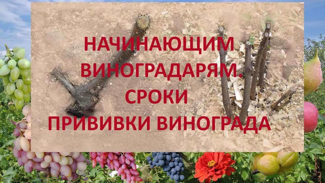 @Начинающим виноградарям. Прививка винограда. Сроки