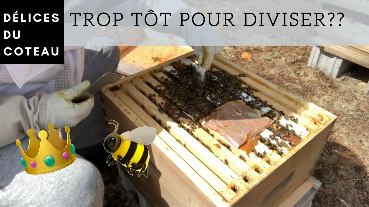 Diviser une ruche début mai au Québec (partie 1)