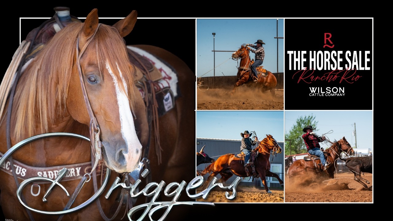 #57 Driggers - Wilson Cattle Co x The Horse Sale at Rancho Rio 2026