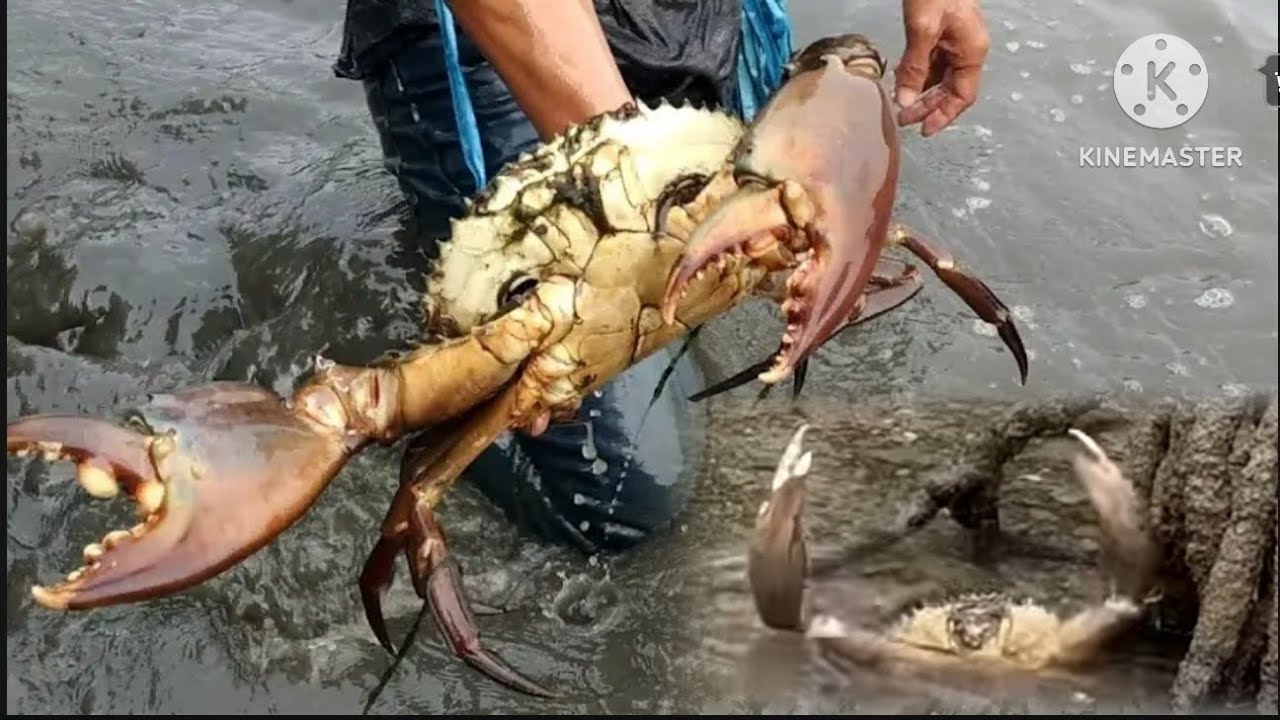 तारेच्या साह्याने बिलातून काढले मोठे मोठे खेकडे | mud big crabs | viralvideo | @ मी अलिबागकर