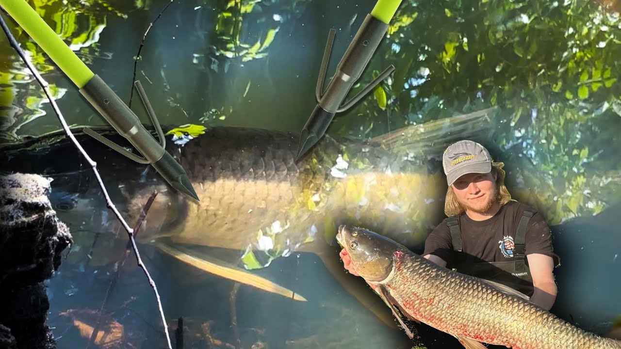 Bowfishing Grass Carp in a Tiny Backwoods Creek