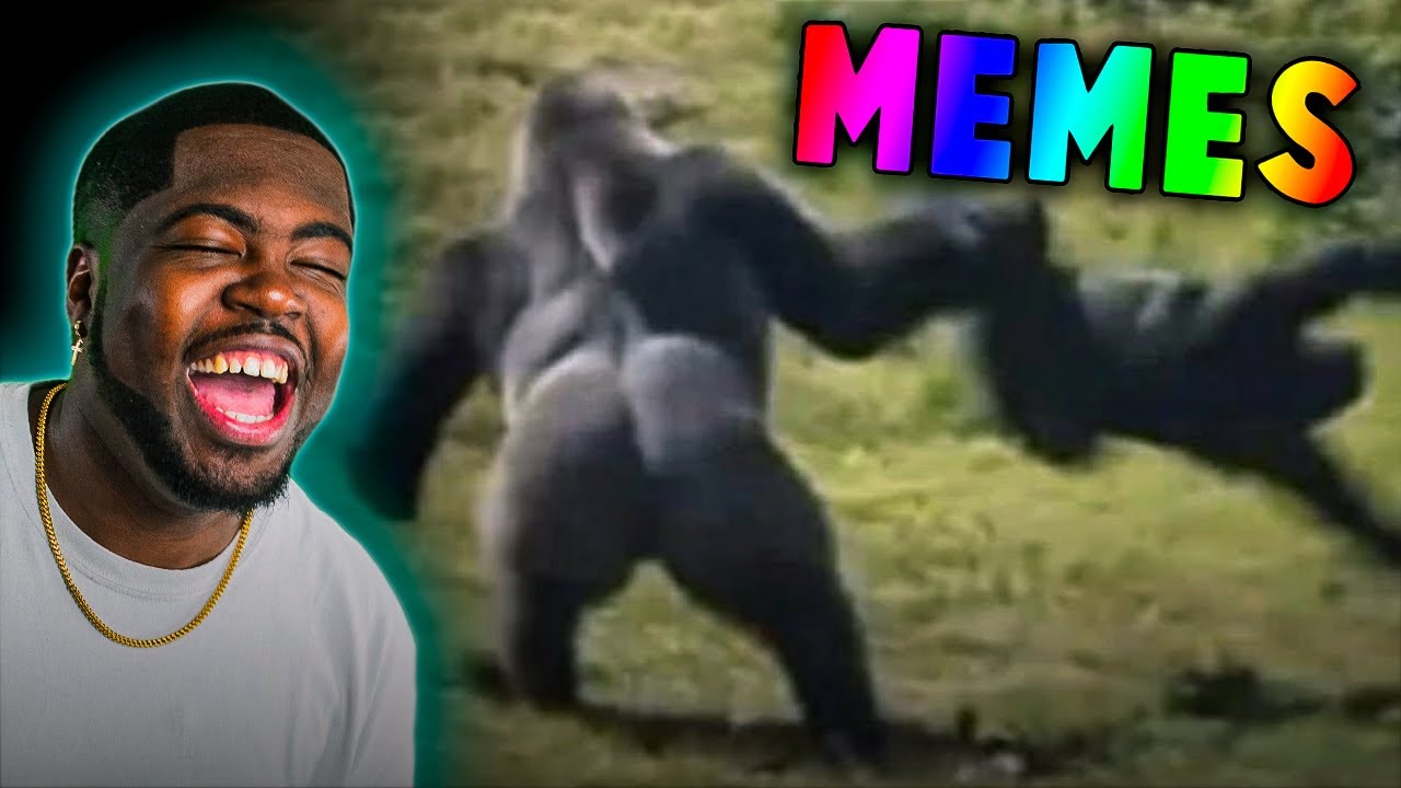 MEMES that made Harambe MAD!