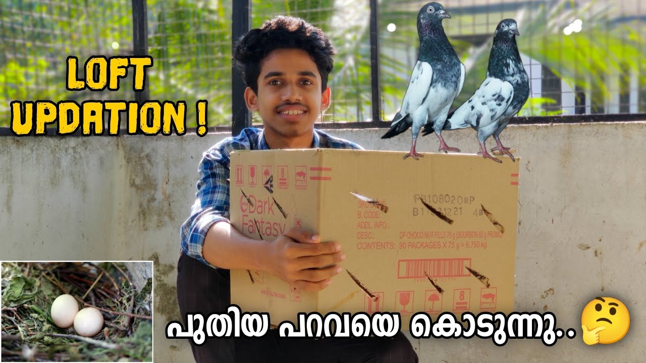 പുതിയ പറവയെ കൊടുന്നു..🕊️ | Loft Updation ! | Sinan CT ❤️