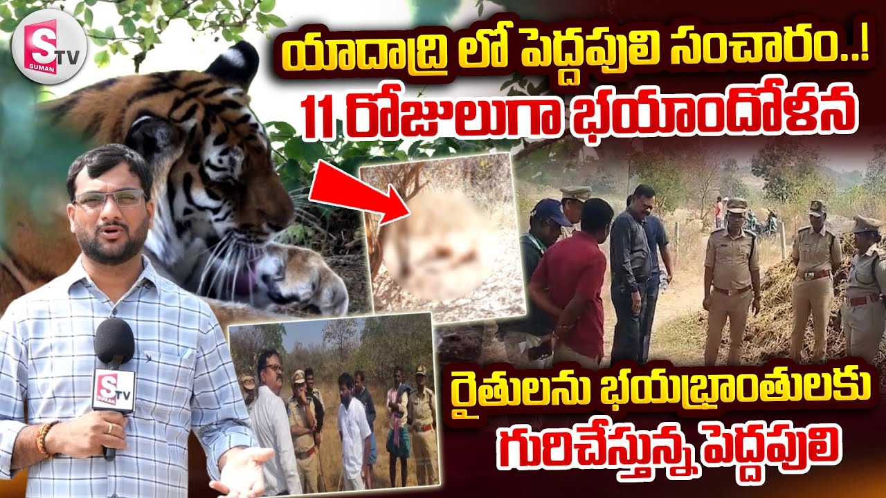 యాదాద్రి లో పెద్దపులి సంచారం..! 11 రోజులుగా రైతులను వణికిస్తున్న పెద్దపులి | @SumanTVYadadri