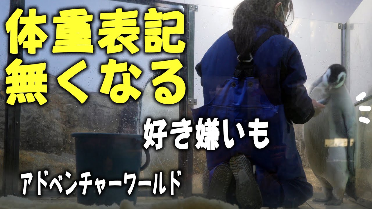 【ホッケはイヤイヤ】体重表示が無い！、いよいよ亜成長へ・エンペラーペンギン赤ちゃんがもうすぐ赤ちゃん卒業か？