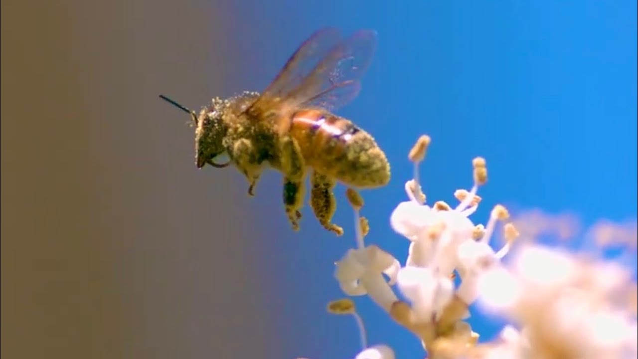 What Animals Look Like in SLOW MOTION!