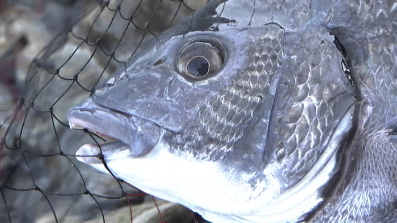 【いつでも釣り気分！】#153 春の愛媛県　御荘湾　乗っ込みチヌ連発！
