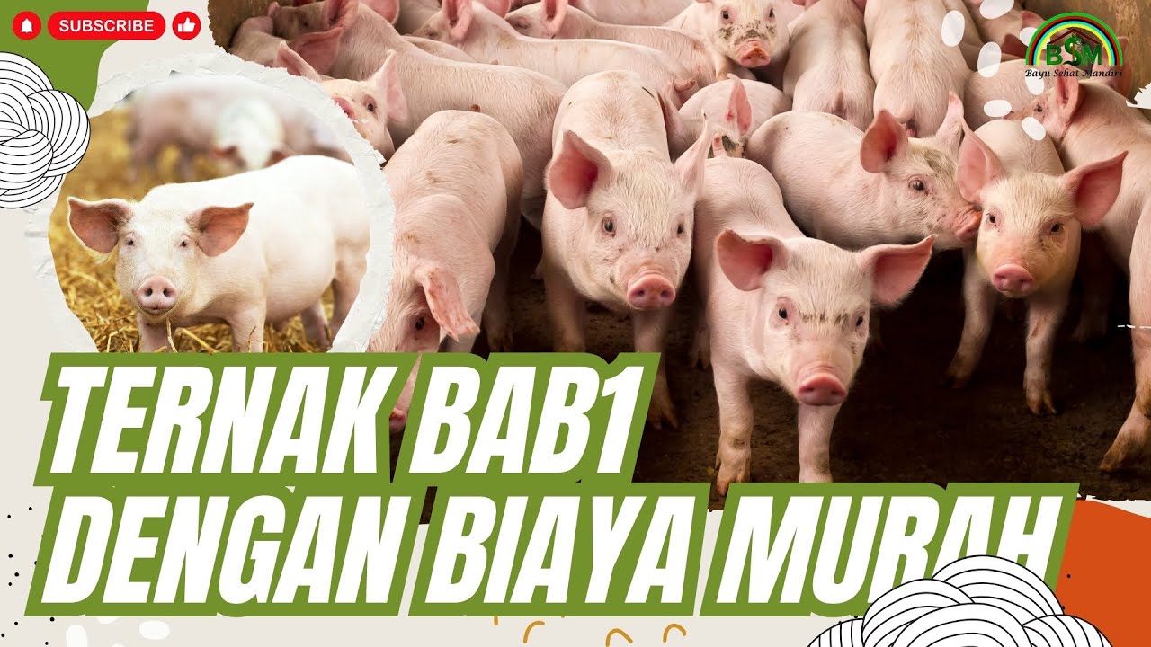 PETERNAKAN BAB1 DENGAN BIAYA MURAH 