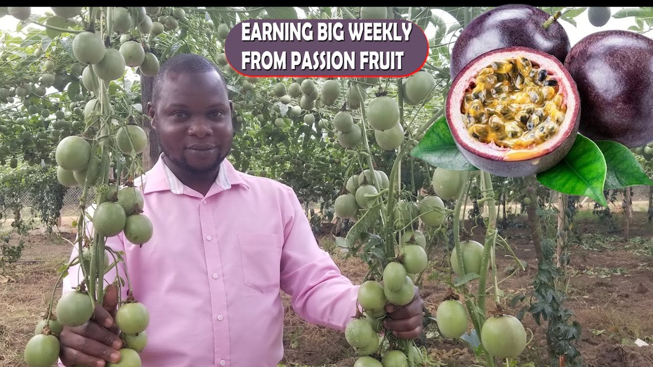 FARMING IN UGANDA, THE MISTAKES THAT KILLED YOUR PASSION FRUIT GROWING DREAM!