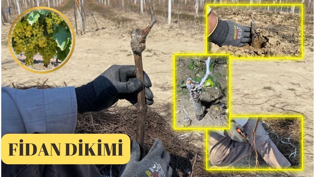 Üzüm Fidanı Nasıl Dikilir?  / Kışlık Fidan Dikimi / Açık Uçlu Fidan Dikimi