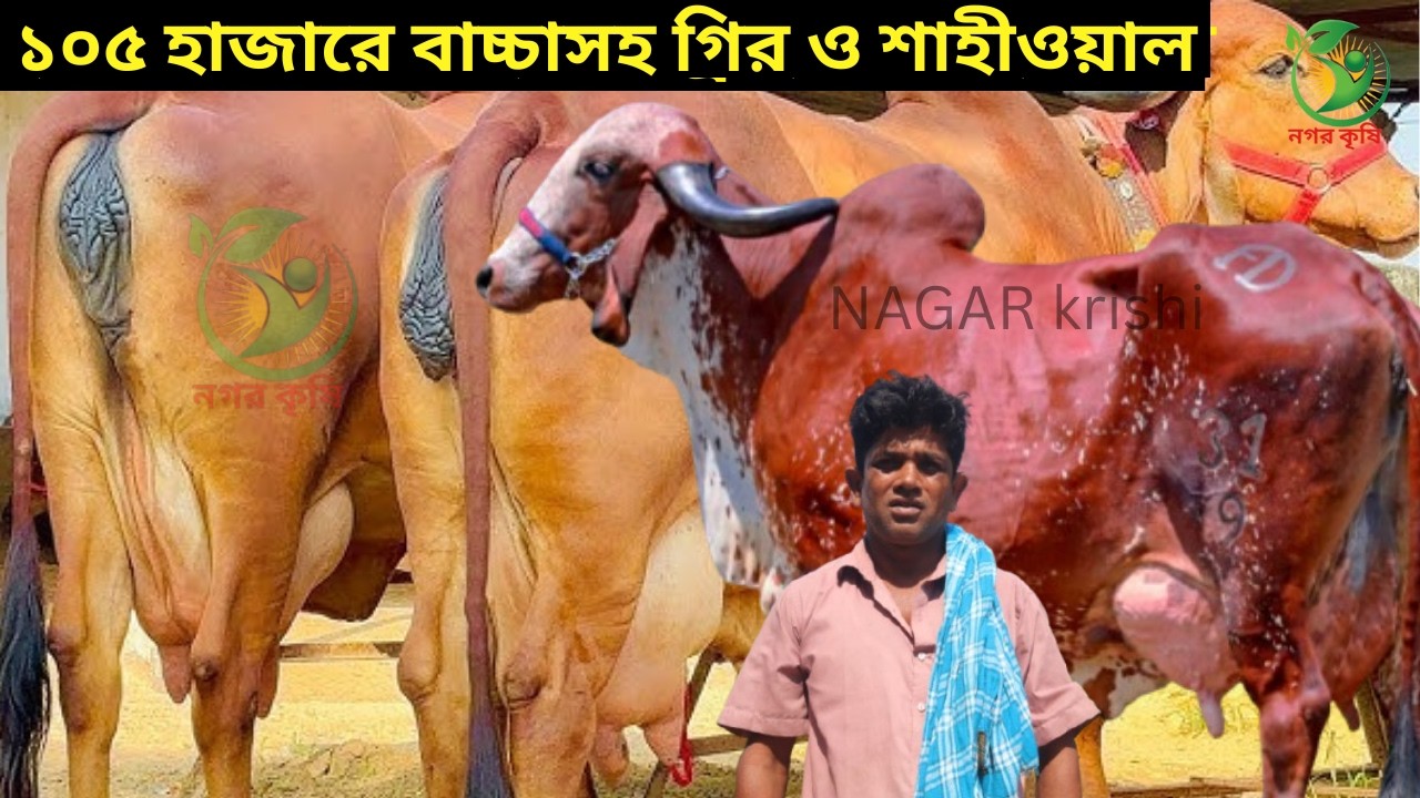 ১০৫ হাজারে বাচ্চাসহ গির ও জার্সি শাহীওয়াল ! জাকির কাকার ছাগলের চেয়েও কম দামে ইন্ডিয়ান গাভী