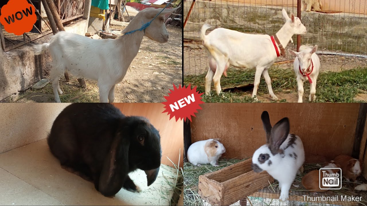 M-am reapucat de animale!! •VIDEO NOU•