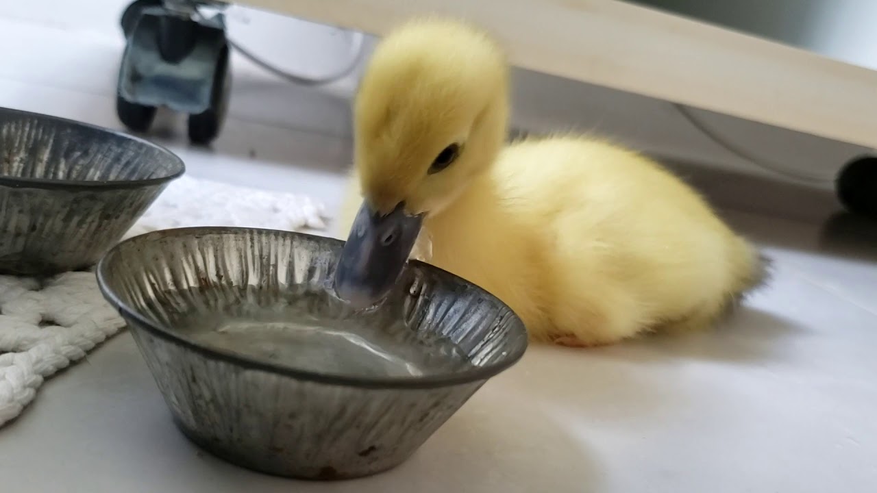 O que patos comem? - Jorge Fênix