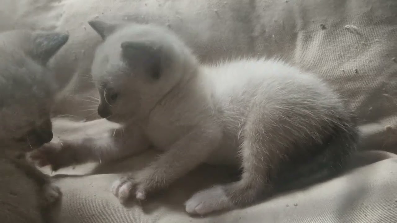 Saffron's Snowshoe kittens being just adorable!