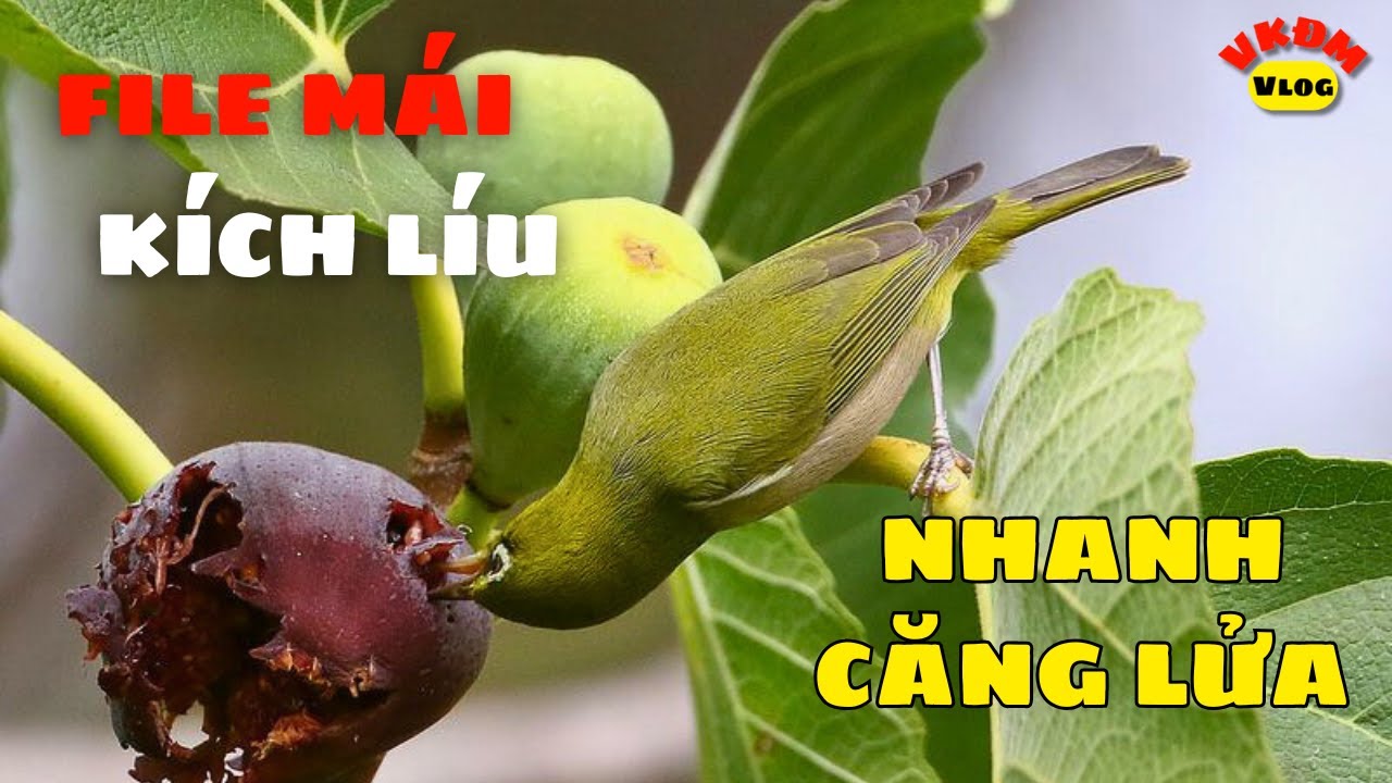 FIle m&aacute;i k&iacute;ch l&iacute;u nhanh căng lửa | VKĐM