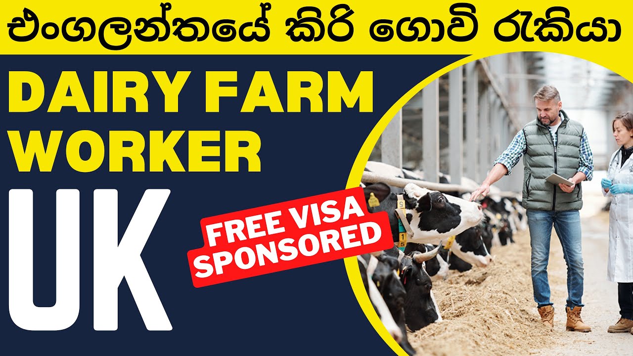 එංගලන්තයේ කිරි ගොවි රැකියා | UK dairy farm worker jobs with free visa sponsorship 🇱🇰 🇮🇳