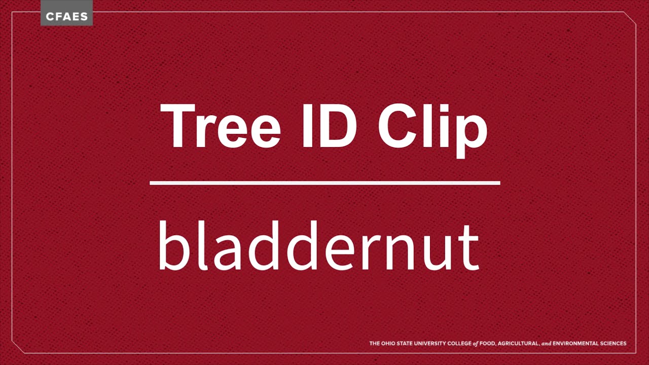 Tree ID Clip: bladdernut