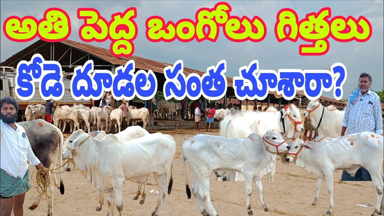 రెండు తెలుగు రాష్ట్రాల్లో ఒంగోలు గిత్తలకు ఫేమస్ కోదాడ సంత @dailypetslife