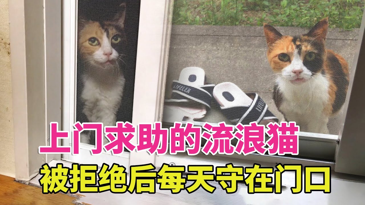 流浪猫忽然变温柔，天天上门求收留，看见它的嘴巴后才明白原因