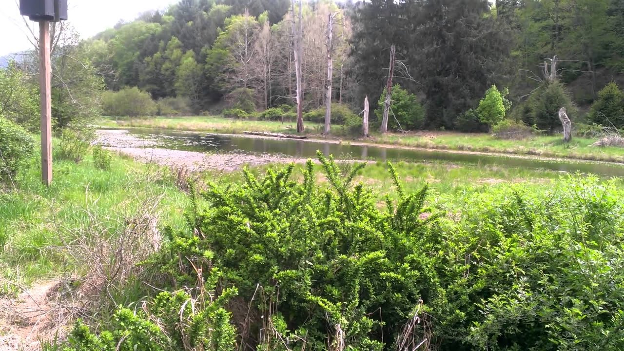 Sounds of Sinnemahoning State Park
