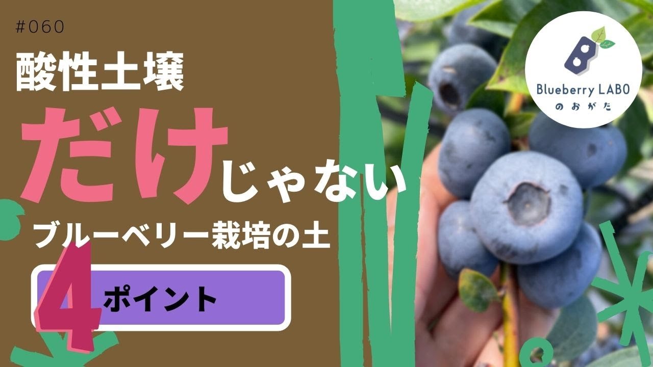 【意外？】ブルーベリーの植え替えをする土は酸性土壌が一番重要ではない理由