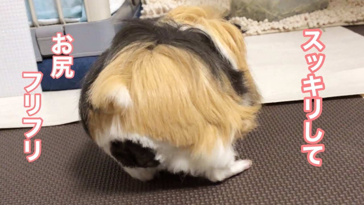 モルモット【お尻が可愛い】cute butt