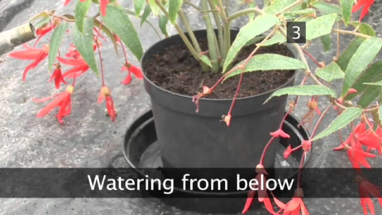 How To Water Indoor House Plants