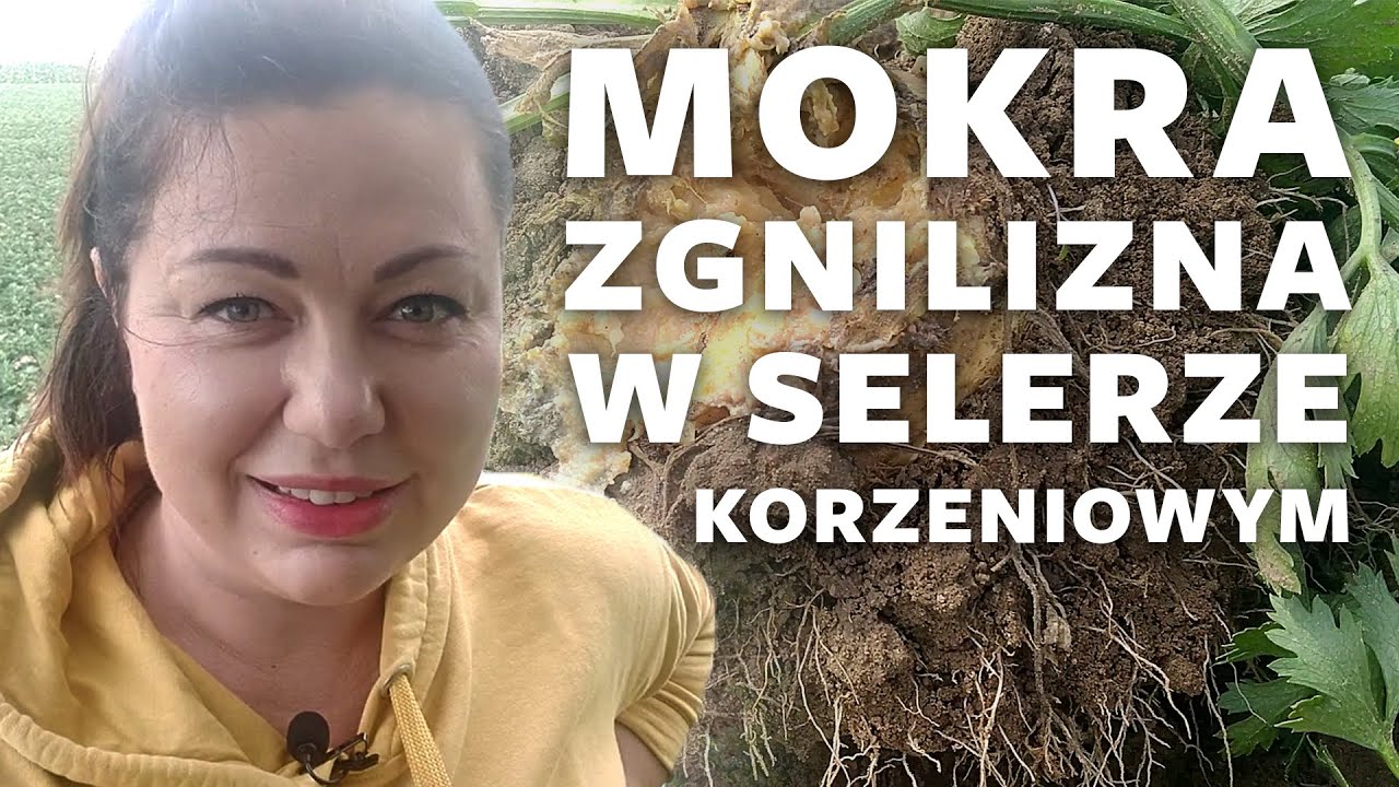 Mokra zgnilizna w selerze korzeniowym