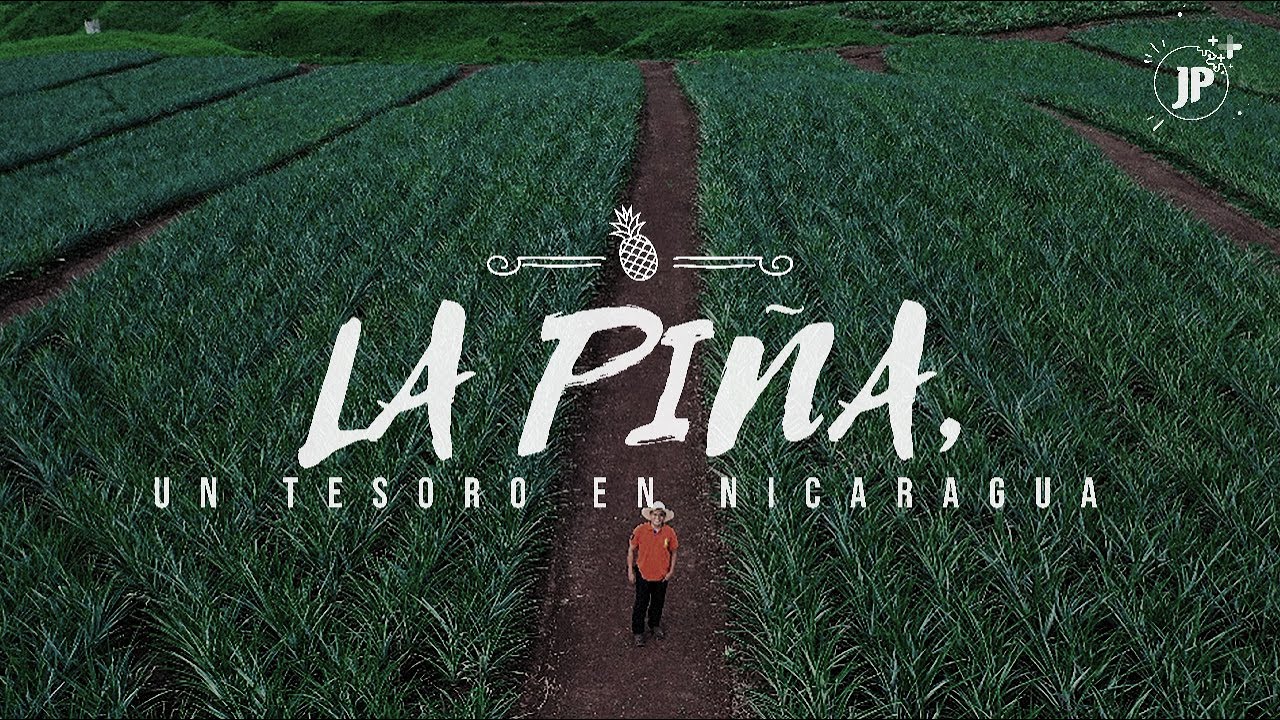 El cultivo de piña, un tesoro en Nicaragua
