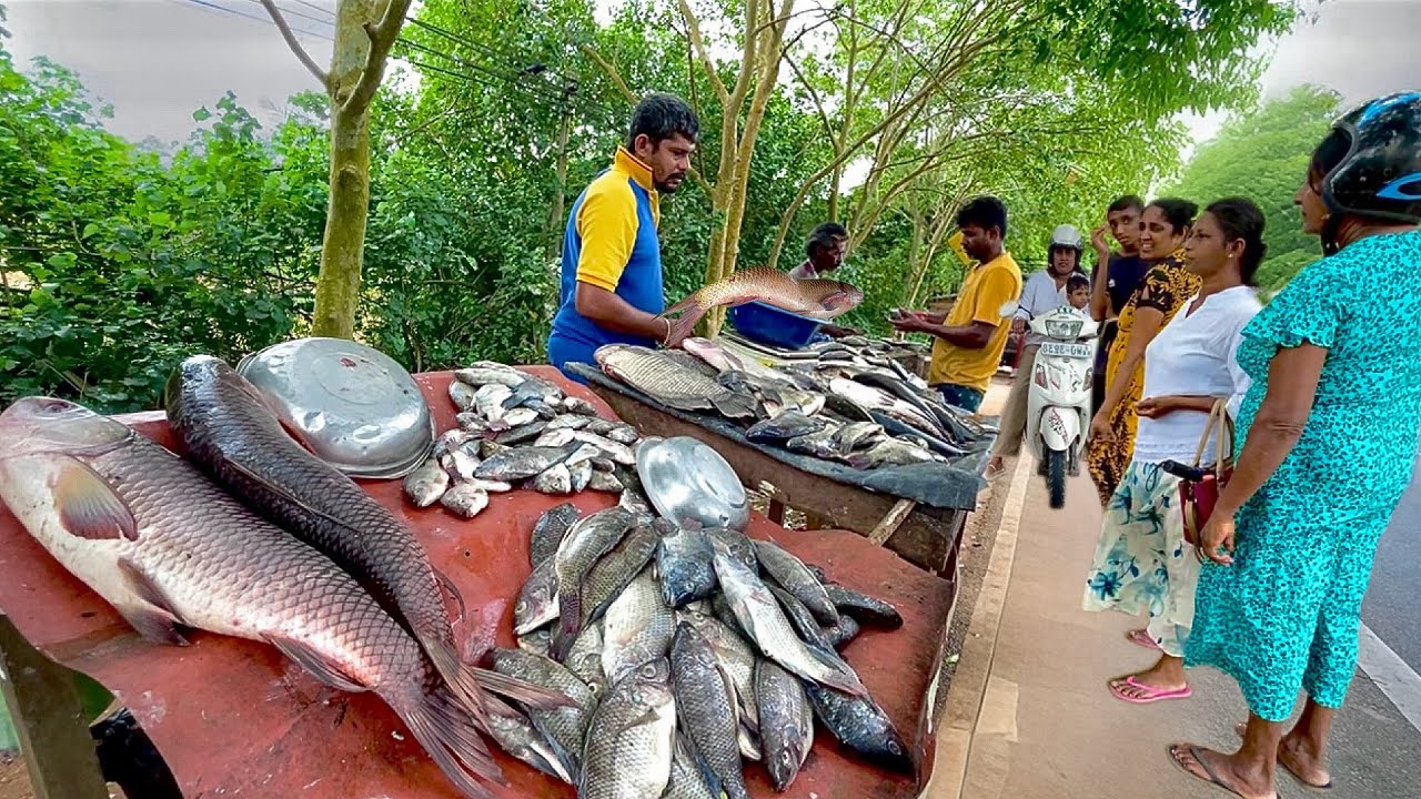 Hidden Paradise! Real Life Inside Sri Lanka’s Village Streets