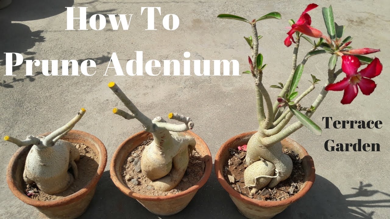 ADENIUM PRUNING:Best Time to Prune Adenium Plant in India and Tropics. |TERRACE GARDEN