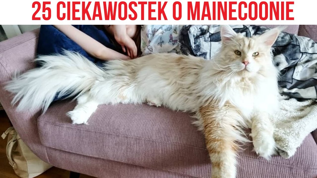 Mainecoon - TEGO NIE WIEDZIAŁEŚ O TYM KOCIE CIEKAWOSTKI O MAINECOONIE
