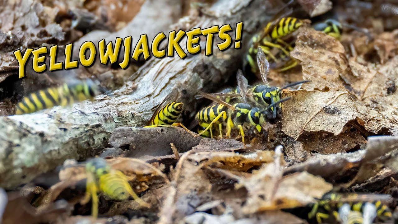 Yellowjackets!