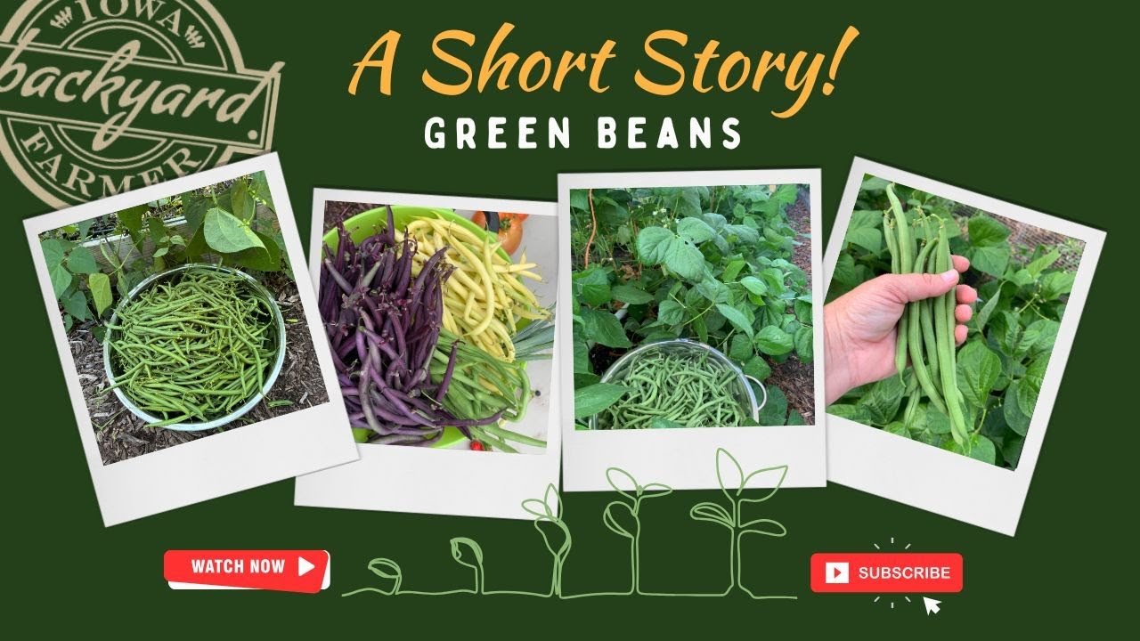 Our Favorite Green Beans!