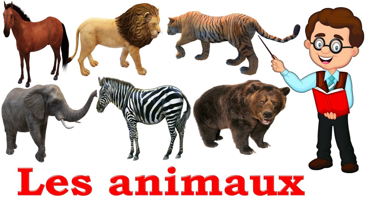 Les animaux en français الحيونات بالفرنسية