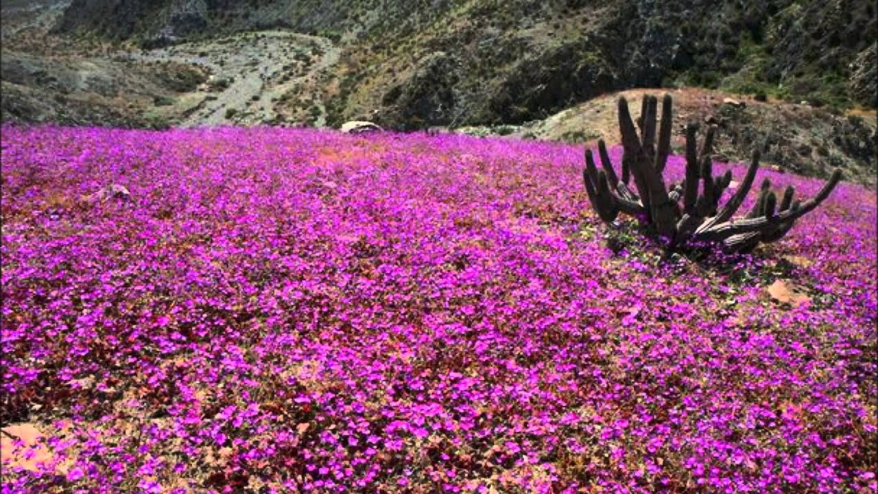 Deserto Florido