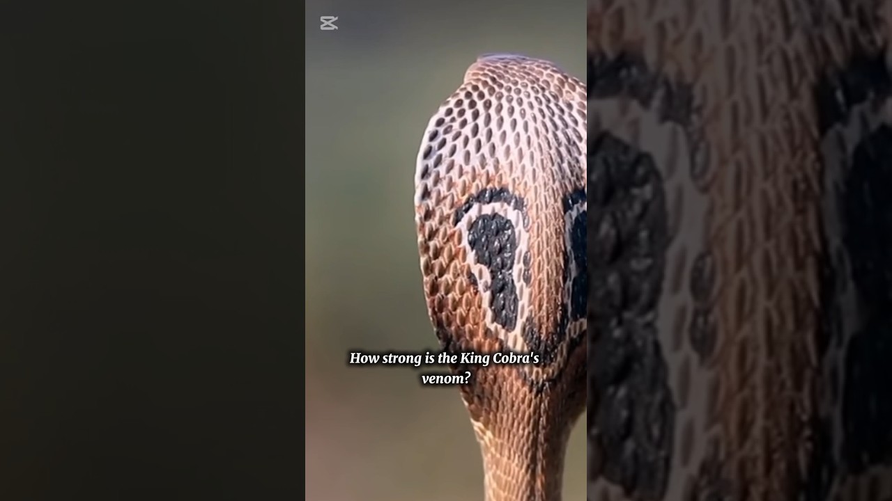 How Strong İs tThe King Cobras  Venom ? #keşfet #cobra