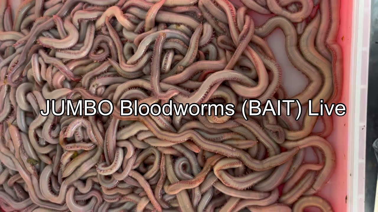 JUMBO Bloodworms (BAIT) Live &mdash; Product Video &mdash; GULFOFME.COM