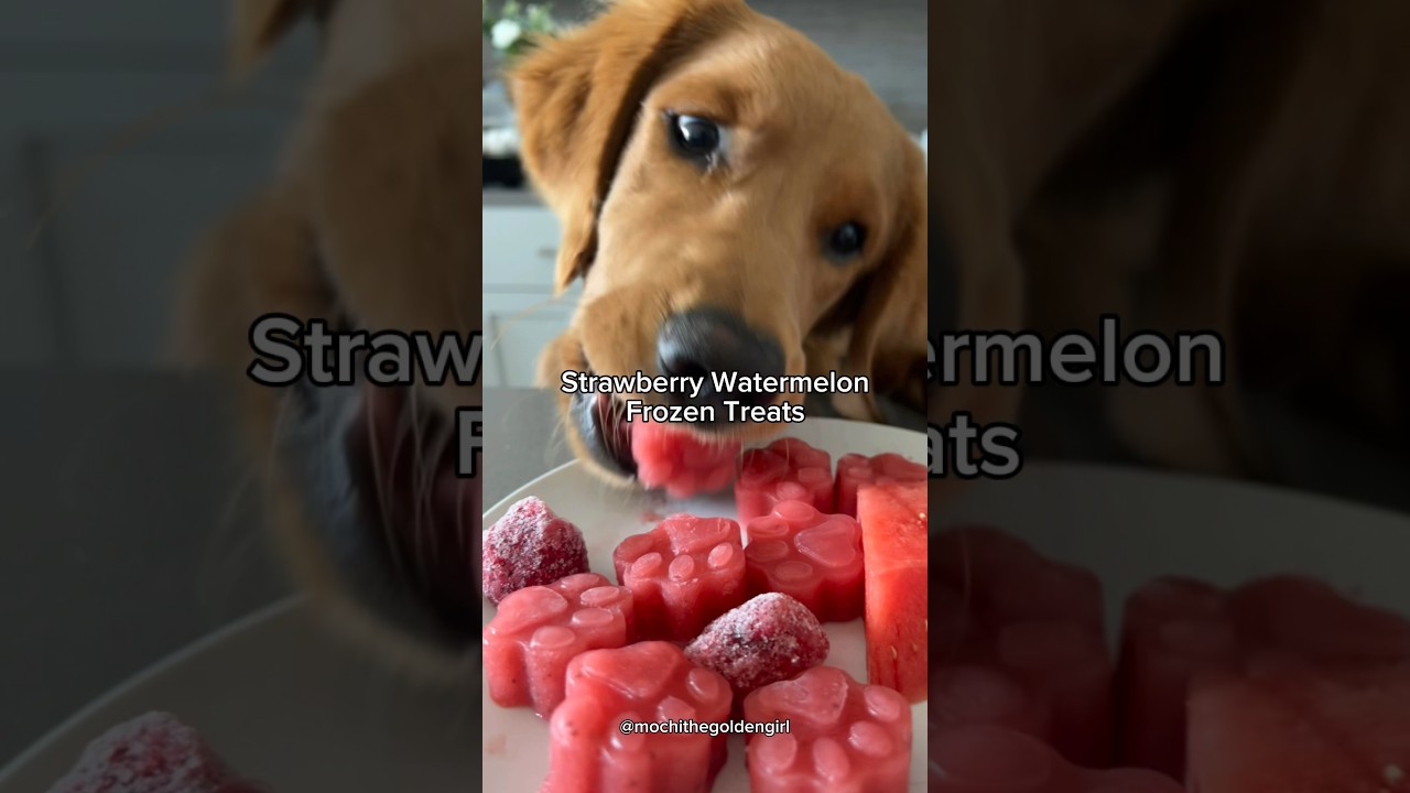 Homemade dog treats | Strawberry Watermelon Treats for Dogs | Homemade dog treats recipe 