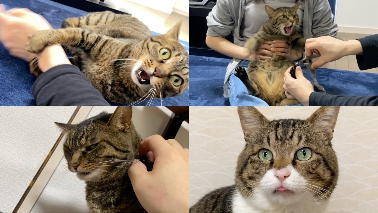 【祝10万人】凶暴猫の神回傑作選！！